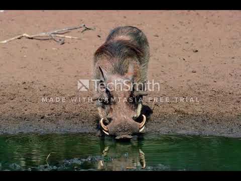"Guziec to jest mit" (prod. Guziec O)