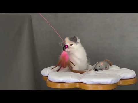 exotic shorthair cucciole femmine | videoo 4