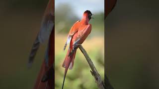 Download lagu Seekor burung mungil nan anggun dengan pesona bak dongeng—imut namun mulia, memancarkan aura fantasi magis. mp3