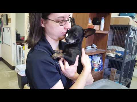 Milly, an adopted Chihuahua & Dachshund Mix in Lytle, TX_image-1