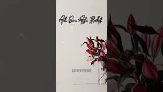 Download lagu Tak Perlu Menjelaskan ke Orang - Ali bin Abi Tholib mp3 Download lagu Tak Perlu Menjelaskan ke Orang - Ali bin Abi Tholib mp3