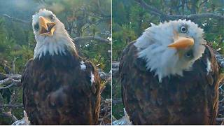 KAYDEE VISITS NEST & DISCOVER THE CAM! CUTE HEAD TILTS STEALING HEARTS! CHORTLES & SHADOW 💖 8.23.26