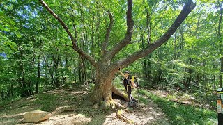 백두대간 두문동재~삼수령 — 사철가
