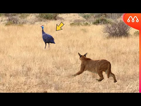 WHEN THE CARACAL ATTACKS THE ANGOLA CHICKEN
