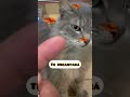 Pulgas en Gatos 🐈 #remedioscaseros #pulgas #garrapatas