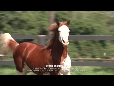 07   VITÓRIA ROOSTERS GUN