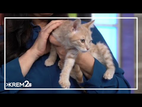 Pick of the Litter: Meet Zaliki, Escape and Exit