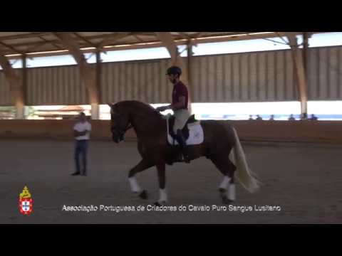 20/06/29 7 Lavrador - Projecto para Cavalos Lusitanos Jovens no Ensino