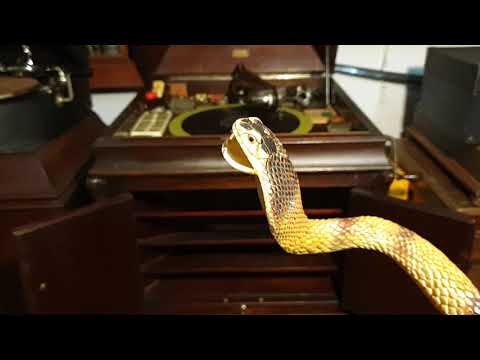 Ah ! Ha! Paul Whiteman and his Orchestra. SSSilly Version!