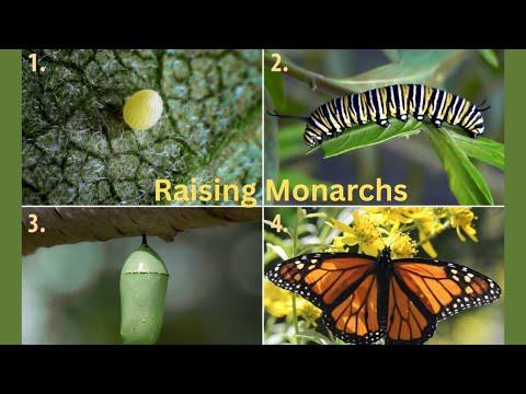 "Raising Monarchs: A Step-by-Step Guide"