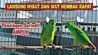 Download lagu Pancingan Ampuh Serindit Manapun LANGSUNG NYAUT DAN IKUT NEMBAK RAPAT Dengar Serindit Gacor Ini mp3