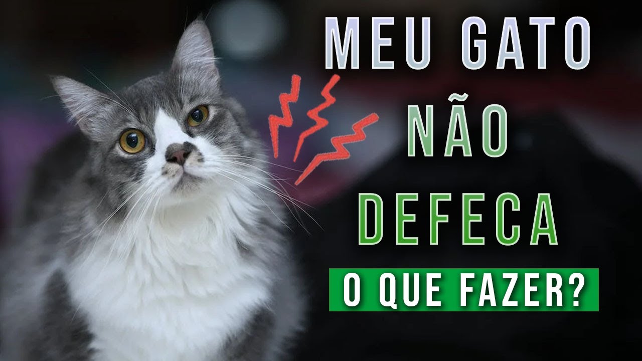 O que fazer quando o GATO não consegue DEFECAR?