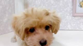 ハーフ犬の動画01