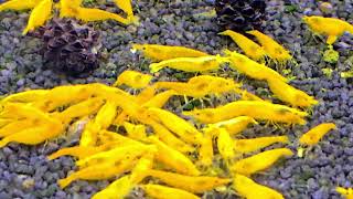 Neocaridina Davidi var. Yellow
