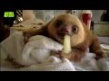 Baby Sloths Need Love 