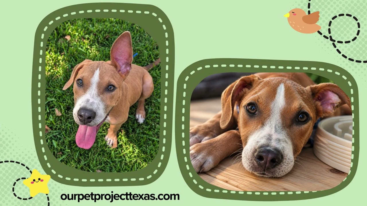 Charlie - Adoptable Pet | Petfinder