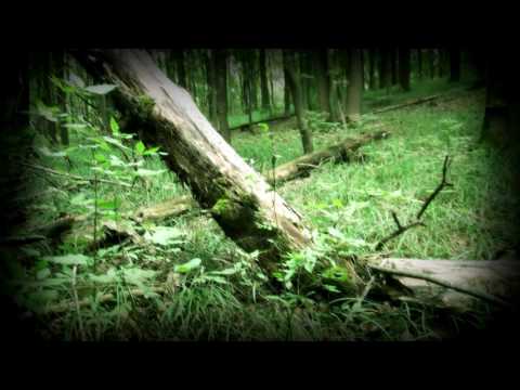Ode to the time spent in the woods - relaxing music - Antuan Graftio