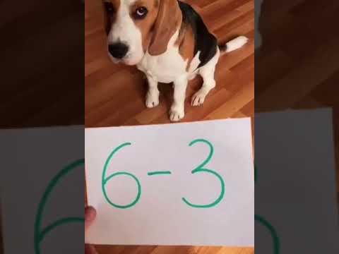 Woww Genius Dog Can Count | Genius Smart Animal #S1