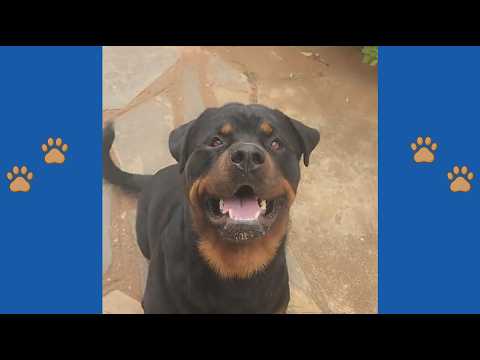 Mom Hated This Rescue Rottweiler, But Look at Her Reaction When the New Owners Arrived