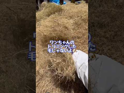 厚くて緑の芝生を育てるにはどうすればよいでしょうか？経験豊富な庭師が知っている5つの良いアクション!  庭園