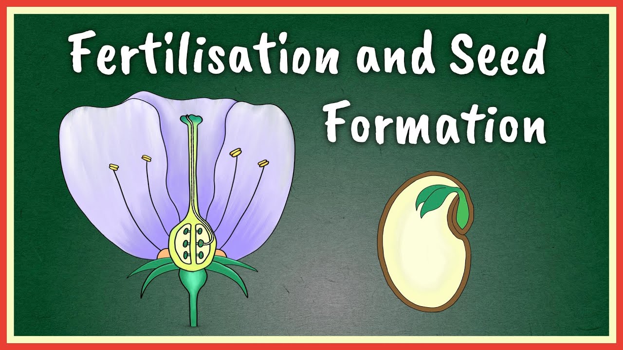 What is the fourth step in plant fertilization?