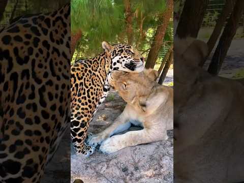 Lion vs jaguar #animals #jaguar #lion #bigcat ##tiger #lionslover #wildlife #viral #lionslife