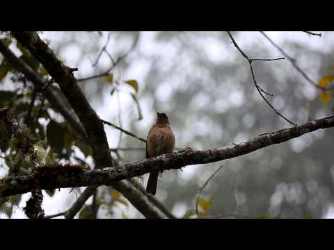 A Guide to Birding in Costa Rica | Costa Rica Experts