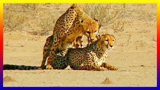 Animal Documentary Cheetah Mating And Falling In Love