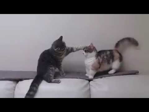 Kehna hi kya with cat version