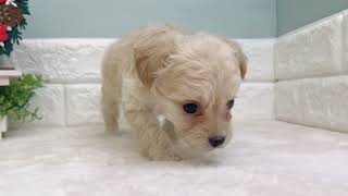 ハーフ犬の動画01