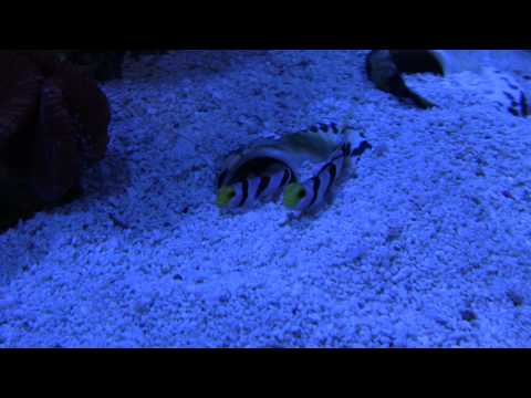 Hi Fin Red Banded Goby Pair with Red Banded Pistol Shrimp
