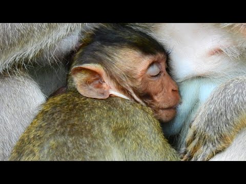 LITTLE CUTE VIXEN VERY ADORABLE WHEN SLEEP WITH MOMMA GET MILK.