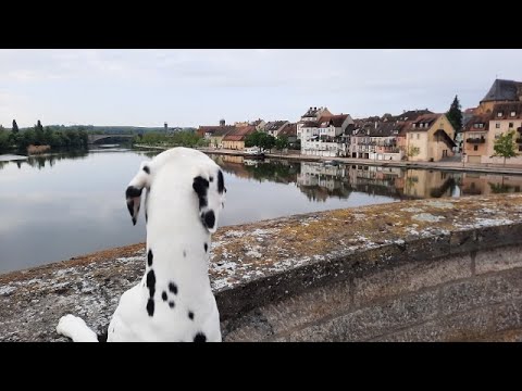 Dalmatiner unterwegs 8