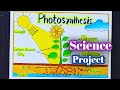 Photosynthesis Science Project Science Project Photosynthesis Project Drawing Science Exhibition