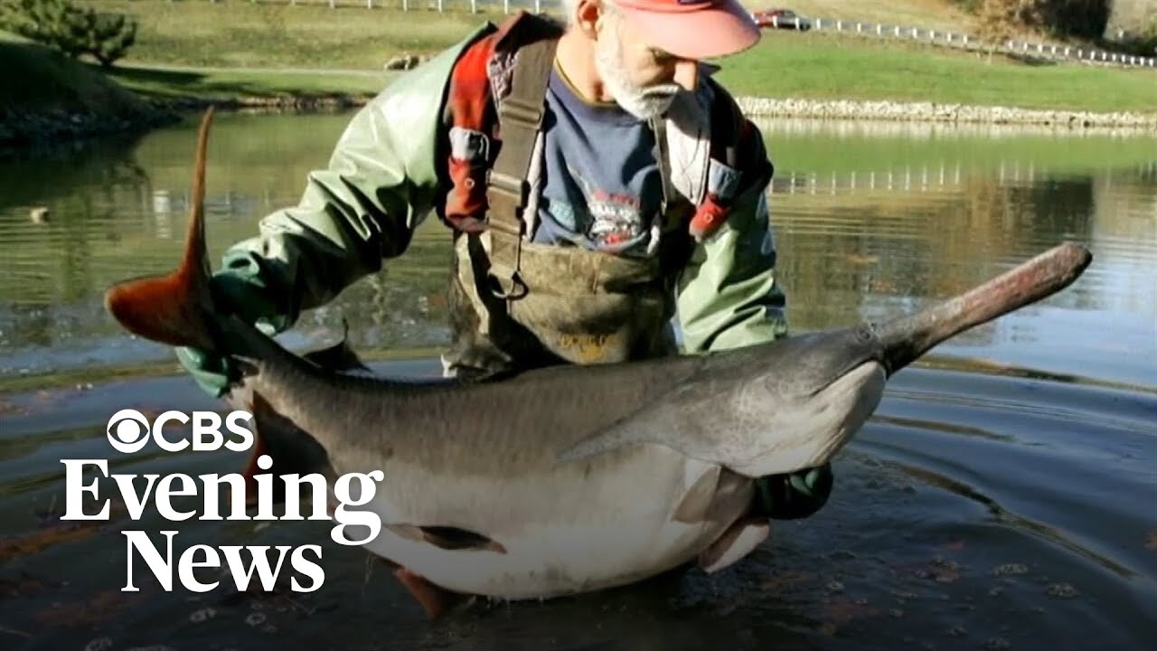 Behind the decline of the American paddlefish
