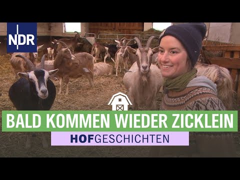 Nachwuchs erwartet: Ziegen im Wendland sind trächtig | Hofgeschichten: Leben auf dem Land (262)