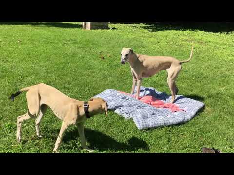 Introducing Puppy Ehsan to the Family