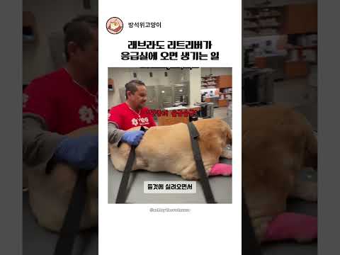 리트리버가 응급실에 오면 생기는 일