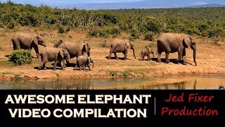 Awesome Elephant Video Compilation!