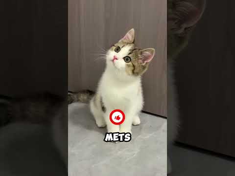 Le requin a fait quelque chose d’IMPOSSIBLE… et personne ne l’a cru 😱🦈