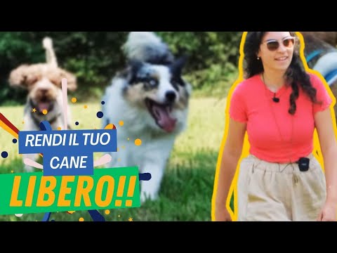 How to let your dog loose