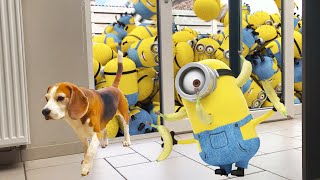 Minion Stuart Pranks my Dogs with a FARTGUN! Funny Dogs Louie & Marie