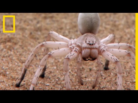 Les araignées dame blanche sont cannibales