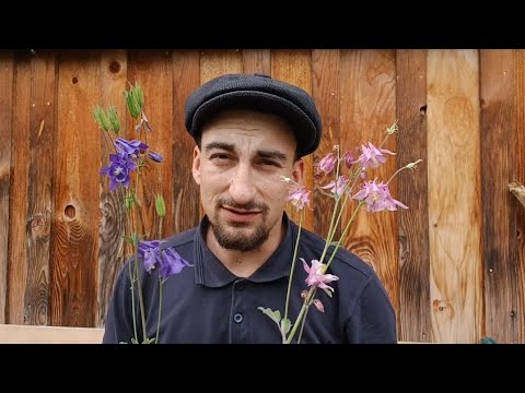 Die Akelei und was ist überhaupt der Trachtwert? Kurze Erklärung!