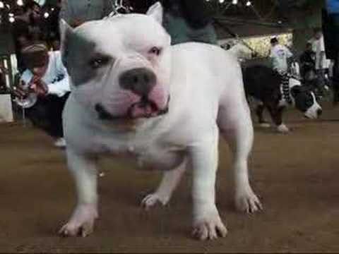 GOTTILINE TV  featuring GOTTILINES SHE-DEVIL and ONE DROP