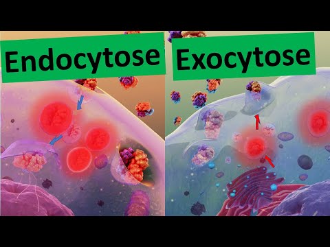 Endocytosis/ Exocytosis/ Membrane Flow (Transport of Substances through the Biomembrane) - [Biolo...