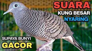 Download lagu Perkutut Lokal Gacor Suara Kung Besar Pancingan Burung Perkutut Agar Bunyi. mp3 Download lagu Perkutut Lokal Gacor Suara Kung Besar Pancingan Burung Perkutut Agar Bunyi. mp3