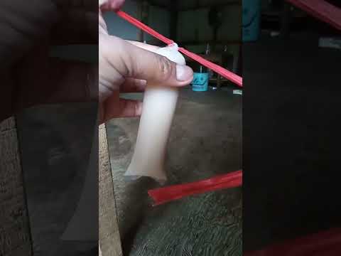 Cara mengikat es lilin tanpa karet dengan mudah