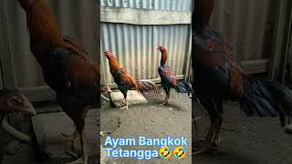 Download lagu Ayam jago jangan diadu#shorts mp3 Download lagu Ayam jago jangan diadu#shorts mp3
