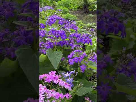 Beautiful flowers at Queen Wilhelmina Garden #flowerlover #flowers #garden #gardentour #sf